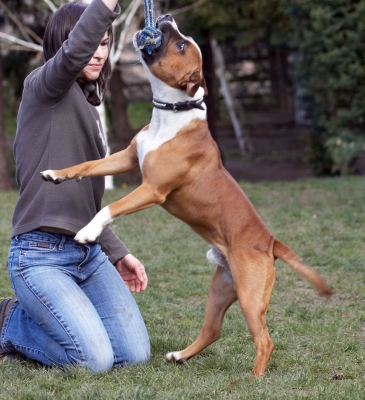 Go on, pull
Keywords: Animal Animals Canine Canines Dog Dogs Emilia Land Mammal Land Mammals Monty Play Playing Playtime Staffordshire Bull Terrier Terrestrial Mammal Terrestrial Mammals