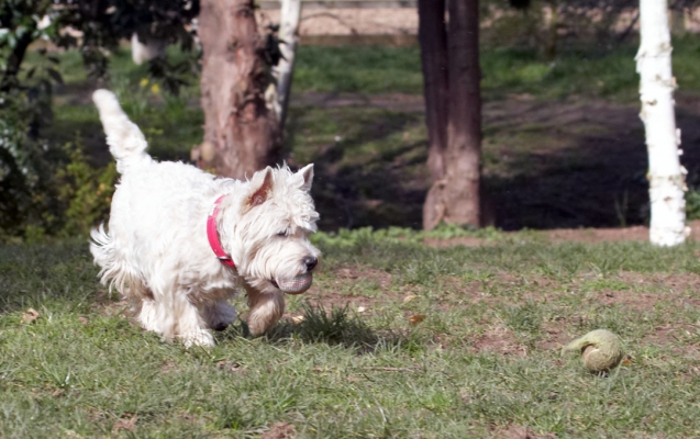 Oh, look another ball
Ključne besede: Animal Animals Ball Canine Canines Dog Dogs Land Mammal Land Mammals Milly Play Playing Playtime Terrestrial Mammal Terrestrial Mammals Terriers West Highland Terrier