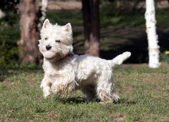 I got the ball
Ключові слова: Animal Animals Ball Canine Canines Dog Dogs Harvey Land Mammal Land Mammals Milly Play Playing Playtime Terrestrial Mammal Terrestrial Mammals Terriers West Highland Terrier