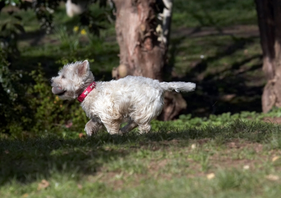 Got to see a dog about a man
الكلمات الإستدلالية(لتسهيل البحث): Animal Animals Ball Canine Canines Dog Dogs Land Mammal Land Mammals Milly Play Playing Playtime Run Running Terrestrial Mammal Terrestrial Mammals Terriers West Highland Terrier