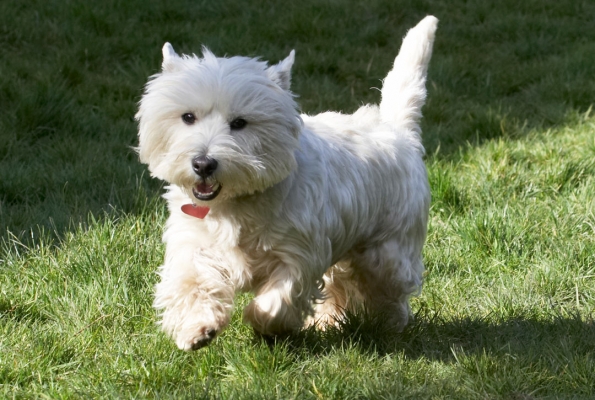 Here I come
Schlüsselwörter: Animal Animals Canine Canines Dog Dogs Land Mammal Land Mammals Milly Play Playing Playtime Terrestrial Mammal Terrestrial Mammals Terriers West Highland Terrier