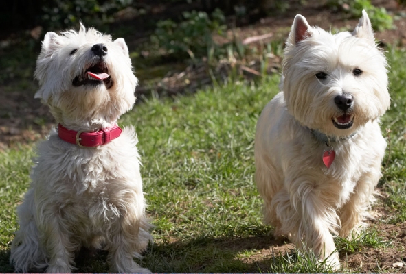 Milly can sit here, I'm off
Ključne besede: Animal Animals Canine Canines Dog Dogs Harvey Land Mammal Land Mammals Milly Play Playing Playtime Terrestrial Mammal Terrestrial Mammals Terriers Tongue West Highland Terrier