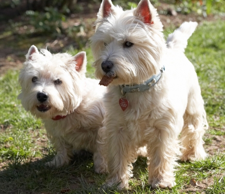 Yeah, I got the cookie
Ključne besede: Animal Animals Canine Canines Dog Dogs Harvey Land Mammal Land Mammals Milly Play Playing Playtime Terrestrial Mammal Terrestrial Mammals Terriers West Highland Terrier