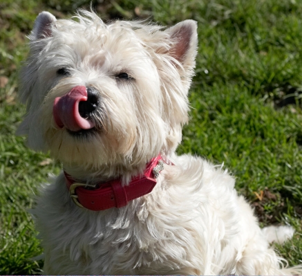 Boy, that was good
Ključne besede: Animal Animals Canine Canines Dog Dogs Land Mammal Land Mammals Milly Play Playing Playtime Terrestrial Mammal Terrestrial Mammals Terriers Tongue West Highland Terrier