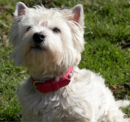 Is there more?
Keywords: Animal Animals Canine Canines Dog Dogs Land Mammal Land Mammals Milly Play Playing Playtime Terrestrial Mammal Terrestrial Mammals Terriers West Highland Terrier