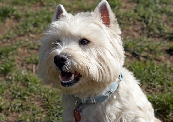 OK ..........
Ključne besede: Animal Animals Canine Canines Dog Dogs Harvey Land Mammal Land Mammals Play Playing Playtime Terrestrial Mammal Terrestrial Mammals Terriers West Highland Terrier