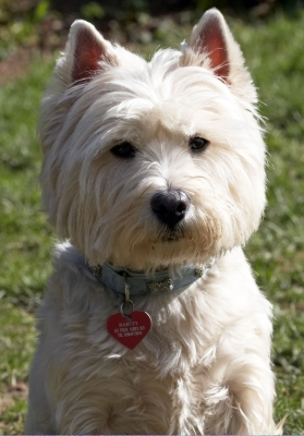 Let's be serious for a minute
Keywords: Animal Animals Canine Canines Dog Dogs Harvey Land Mammal Land Mammals Play Playing Playtime Terrestrial Mammal Terrestrial Mammals Terriers West Highland Terrier