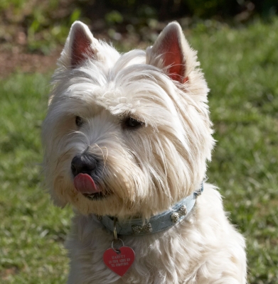 Yeah, I know, I'm a handsome dude
Keywords: Animal Animals Canine Canines Dog Dogs Harvey Land Mammal Land Mammals Play Playing Playtime Terrestrial Mammal Terrestrial Mammals Terriers Tongue West Highland Terrier