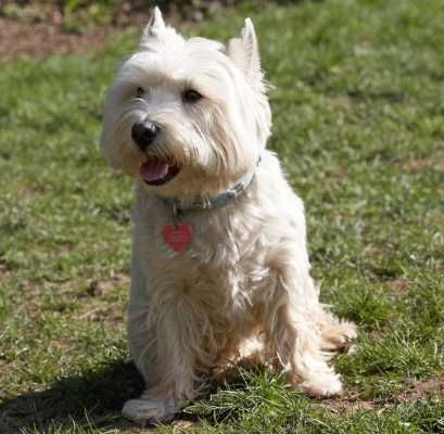 Jus' chilling
Keywords: Playing Playtime Sit Sitting Smile Smiling Terrestrial Mammal Terrestrial Mammals Terriers Tongue West Highland Terrier Animal Animals Canine Canines Dog Dogs Harvey Land Mammal Land Mammals Play