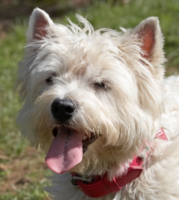 I'm pooped
Ključne besede: Animal Animals Canine Canines Dog Dogs Land Mammal Land Mammals Milly Play Playing Playtime Terrestrial Mammal Terrestrial Mammals Terriers Tongue West Highland Terrier
