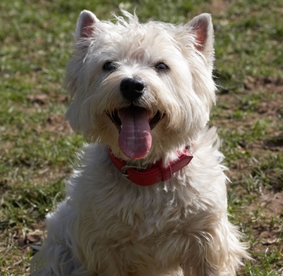 Jus' taking a breather
Keywords: Animal Animals Canine Canines Dog Dogs Land Mammal Land Mammals Milly Play Playing Playtime Smile Smiling Terrestrial Mammal Terrestrial Mammals Terriers Tongue West Highland Terrier
