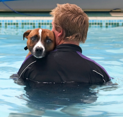 OK, whose idea was this........
Anahtar kelimeler: Animal Animals Ben Canine Canines Dog Dogs Land Mammal Land Mammals Monty Play Playing Playtime Pool Staffordshire Bull Terrier Swimming Terrestrial Mammal Terrestrial Mammals
