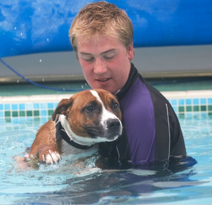 I'm really not sure about this
Anahtar kelimeler: Animal Animals Ben Canine Canines Dog Dogs Land Mammal Land Mammals Monty Play Playing Playtime Pool Staffordshire Bull Terrier Swimming Terrestrial Mammal Terrestrial Mammals
