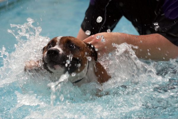 Oh, no, I'm on my own ..........
Anahtar kelimeler: Animal Animals Canine Canines Dog Dogs Land Mammal Land Mammals Monty Play Playing Playtime Pool Staffordshire Bull Terrier Swimming Terrestrial Mammal Terrestrial Mammals