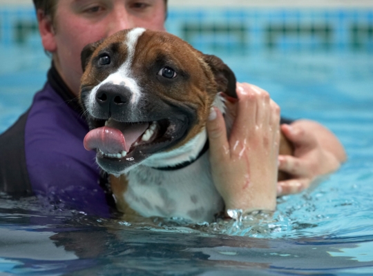 OK, can I get out now?!
Schlüsselwörter: Animal Animals Ben Canine Canines Dog Dogs Land Mammal Land Mammals Monty Play Playing Playtime Pool Staffordshire Bull Terrier Swimming Terrestrial Mammal Terrestrial Mammals Tongue