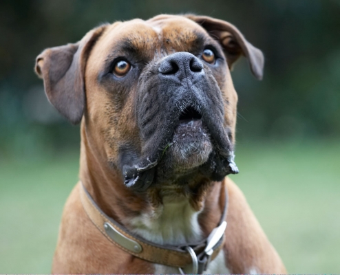 You got something for me?
Keywords: Animal Animals Boxer Boxers Canine Canines Dog Dogs Land Mammal Land Mammals Nog Play Playing Playtime Terrestrial Mammal Terrestrial Mammals