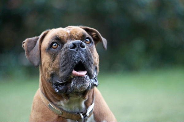 OK, you got my attention .........
Keywords: Animal Animals Boxer Boxers Canine Canines Dog Dogs Land Mammal Land Mammals Nog Play Playing Playtime Terrestrial Mammal Terrestrial Mammals Tongue