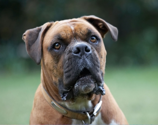..... I'm still waiting
Ключові слова: Animal Animals Boxer Boxers Canine Canines Dog Dogs Land Mammal Land Mammals Nog Play Playing Playtime Terrestrial Mammal Terrestrial Mammals
