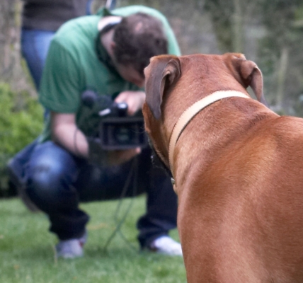 OK, this is my moment of fame
Schlüsselwörter: Boxers Land Mammals Land Mammal Henry Richards Filming Film Dogs Dog Canines Canine Animal Animal Crackers Animal Planet Animals Boxer Nog Play Playing Playtime Terrestrial Mammal Terrestrial Mammals TV