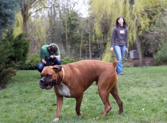 Hey, it's not all it's cracked up to be!!
Anahtar kelimeler: Boxers Land Mammal Henry Richards Filming Film Emilia Dogs Dog Canines Canine Animal Animal Crackers Animal Planet Animals Ball Boxer Land Mammals Nog Play Playing Playtime Terrestrial Mammal Terrestrial Mammals TV