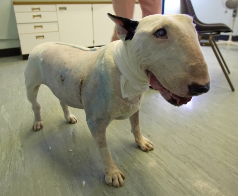 Kiko After His Lung Surgery
Despite the big surgical gash behind his right leg, he's still bright-eyed and was happy to see us.  He made it clear that he'd had enough of hospital life, and wanted to go home.
Ključne besede: Kiko English Bull Terrier lung surgery Queen Mother Hospital Royal Veterinary College