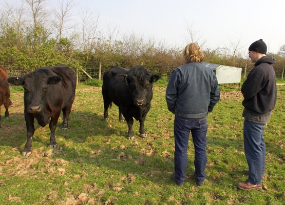 Matt Ryle and Matthew Barney Looking at Aberdeen Angus Cattle
Pamela on the left, and Ballet Cruz in the middle.  The size of the Aberdeen Angus bull is nice --- but what a shame that he has no horns?
Keywords: Matt Ryle Matthew Barney Aberdeen Angus cattle Ballet Cruz horns