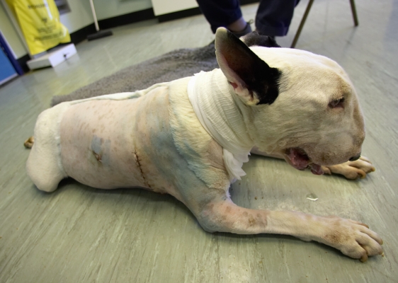 Kiko's Surgical Side
Kiko has a two-texture look.  He was completely shaved on his ride side for his lung surgery.  His left side was still furry and soft.
Słowa kluczowe: Kiko English Bull Terrier lung surgery fur Queen Mother Hospital Royal Veterinary College