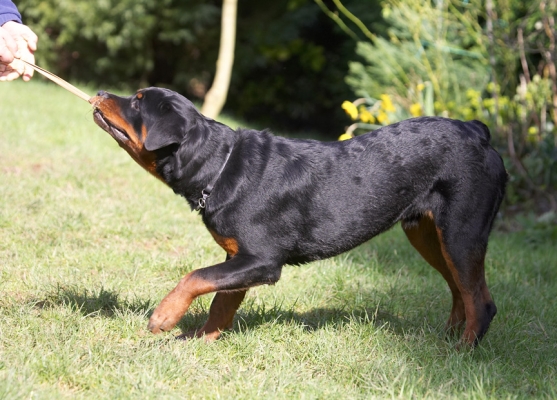 Let go - it's mine!
Keywords: Ted Rottweiler