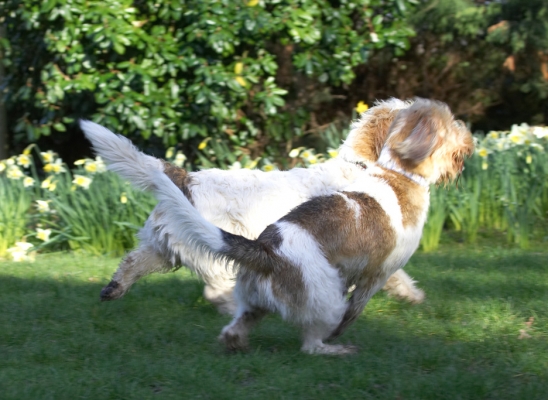 C'mon - let's go!
Keywords: Alfie Libbie Grand Vendeen Bassett Hound
