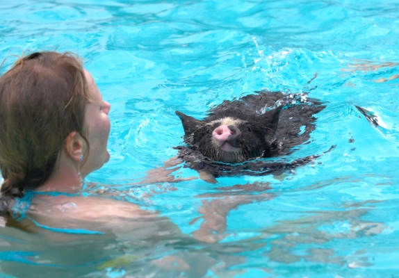 Come to mummy
Ключові слова: Marthe Norwegian Berkshire pig swimming pool