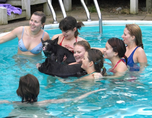 Quick, smile for the group photo and then let's go for lunch!
Keywords: Marthe Norwegian Berkshire pigs swimming pool