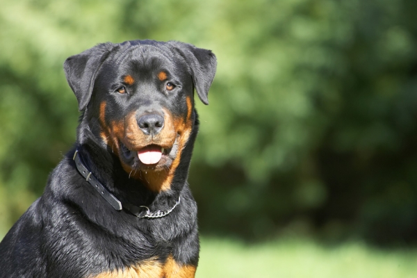 Wise beyond my years!
Ključne besede: Ted Rottweiler
