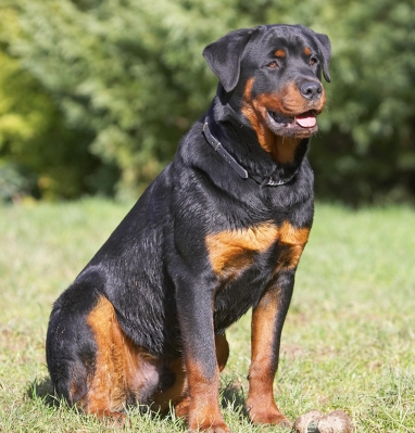 Aren't I just one handsome puppy
Anahtar kelimeler: Ted Rottweiler