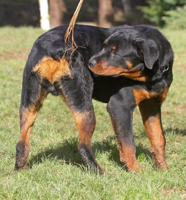 Is that me?!
Ключові слова: Ted Rottweiler
