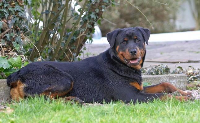 Hey, I know how to take things easy
Keywords: Ted Rottweiler