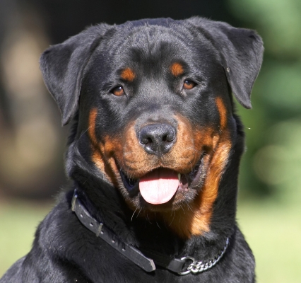 OK, is this less goofy?
Ključne besede: Ted Rottweiler