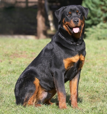 Daniel Craig - move over!
Keywords: Ted Rottweiler