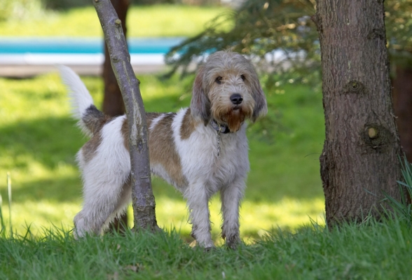 OK, OK, so I'm kinda cute
Keywords: Libbie Grand Vendeen Bassett Hound
