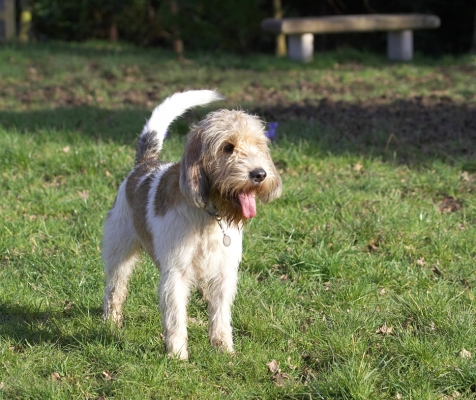 Now, what's that Alfie up to?
Mots-clés: Libbie Grand Vendeen Bassett Hound tonue