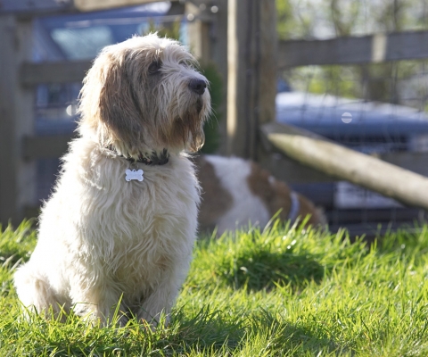 Me!  I'm just a sitting
Ključne besede: Alfie Grand Vendeen Bassett Hound