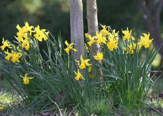 A host of golden daffodils - in early March
Słowa kluczowe: Daffodils flowers March spring