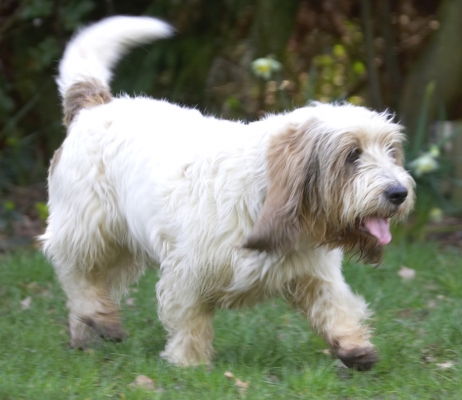 A gentle stroll is more my style
Ključne besede: Alfie Grand Vendeen Bassett Hound tongue