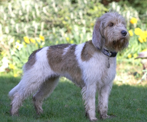 Hey look, a Crufts pose!!
Keywords: Libbie Grand Vendeen Bassett Hound