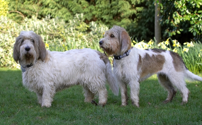 Don't look now, Libbie, but they're still watching us
Anahtar kelimeler: Alfie Libbie Grand Vendeen Bassett Hound