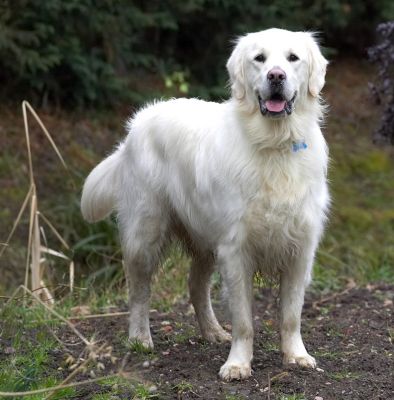 Jayjay
Looking to see what might be happening . . . 
Ključne besede: Jayjay Golden Retriever alert