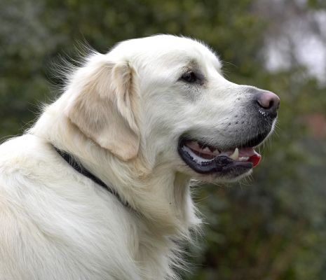 Jayjay's Profile
Keywords: Jayjay Golden Retriver profile dog