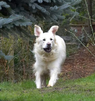 Jayjay Running
With those ears, he looks almost like a rabbit.
Anahtar kelimeler: Jayjay Golden Retriever running rabbit