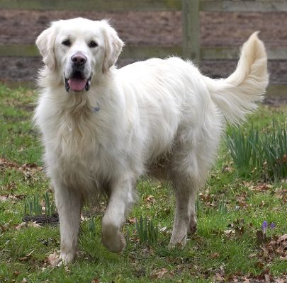 Jayjay
الكلمات الإستدلالية(لتسهيل البحث): Jayjay Golden Retriever dog