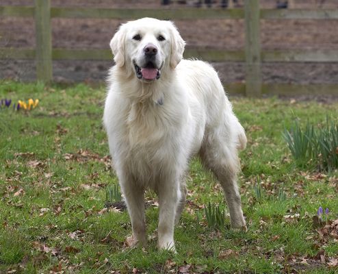 Jayjay
Palabras clave: Jayjay Golden Retriever garden spring dog