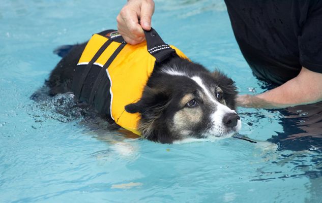 Sam Swimming
Sam goes into a calm "zone" when he swims.
Mots-clés: Sam swimming dog Ritz Canine